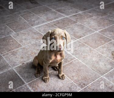 Foto eines kleinen Weimaraner Welpen Stockfoto