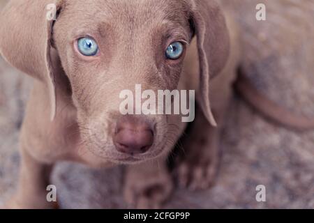 Foto eines kleinen Weimaraner Welpen Stockfoto