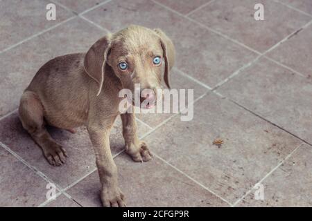 Foto eines kleinen Weimaraner Welpen Stockfoto