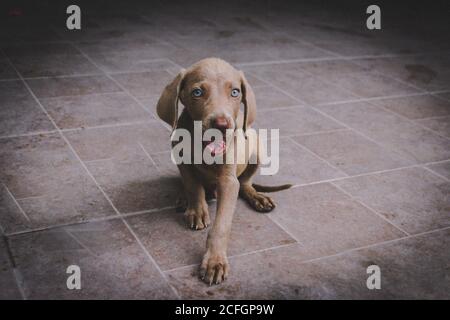Foto eines kleinen Weimaraner Welpen Stockfoto