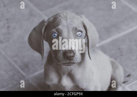 Foto eines kleinen Weimaraner Welpen Stockfoto