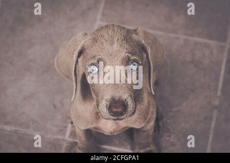 Foto eines kleinen Weimaraner Welpen Stockfoto
