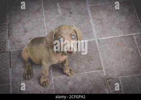 Foto eines kleinen Weimaraner Welpen Stockfoto