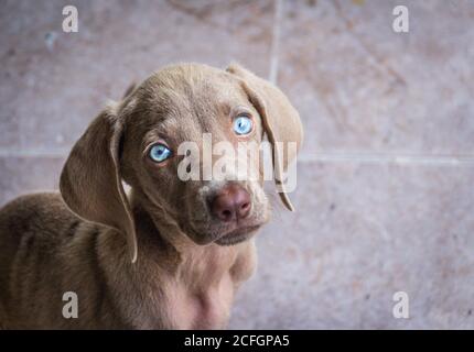 Foto eines kleinen Weimaraner Welpen Stockfoto