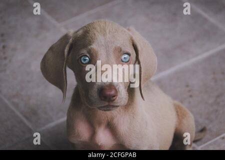 Foto eines kleinen Weimaraner Welpen Stockfoto