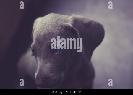 Foto eines kleinen Weimaraner Welpen Stockfoto