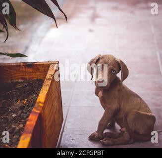 Foto eines kleinen Weimaraner Welpen Stockfoto