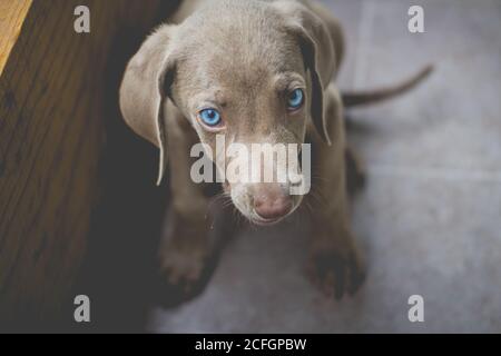 Foto eines kleinen Weimaraner Welpen Stockfoto