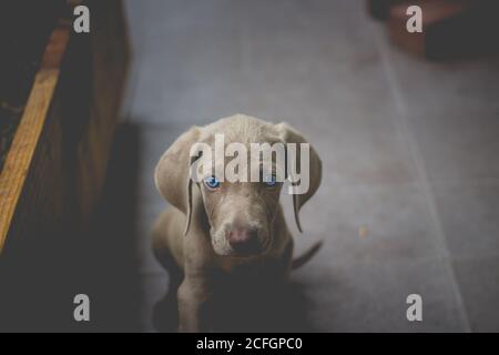 Foto eines kleinen Weimaraner Welpen Stockfoto