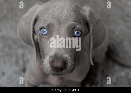 Foto eines kleinen Weimaraner Welpen Stockfoto