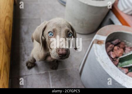Foto eines kleinen Weimaraner Welpen Stockfoto