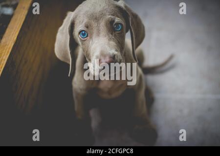 Foto eines kleinen Weimaraner Welpen Stockfoto