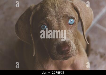 Foto eines kleinen Weimaraner Welpen Stockfoto