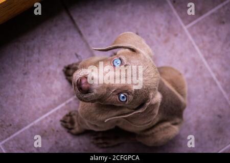 Foto eines kleinen Weimaraner Welpen Stockfoto