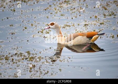 Agyptiangans schwimmend auf einem Teich Stockfoto