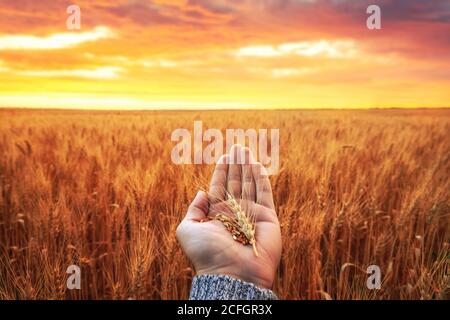 Goldene Ohren in der Hand auf Weizenfeld. Ernte, Land Stockfoto