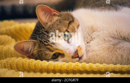 Wunderschöne, gesunde tabby Katze auf dem Boden über einem gelben Handtuch liegend. Stockfoto