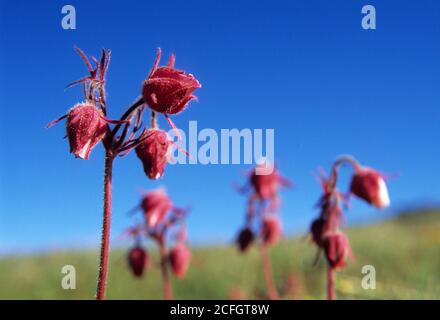 Prairie Rauch auf Blue Mountain, Olympic Nationalpark, Washington Stockfoto