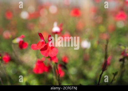 Bunte Salvia 'Hot Lips' Pflanze in flachem Fokus. Stockfoto