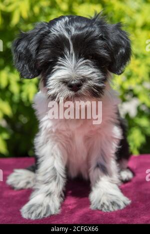 Weiß lustig Tibet Terrier hund welpe sitzt auf Natur Stockfoto