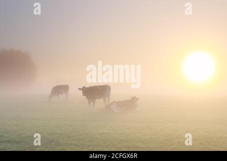 Kühe im dichten Nebel auf der Weide bei goldenem Sonnenaufgang Stockfoto