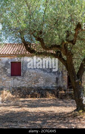 Ein altes griechisches Bauernhaus oder Scheune in einem Olivenhain mit Olivenbäumen. Stockfoto
