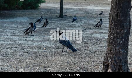 Auf dem Boden stehende Krähen mit Kapuze Corvus cornix Stockfoto