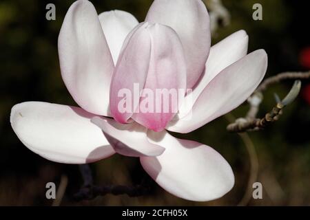 Magnolia campbellii, oder Campbell Magnolia, ist eine Art von Magnolia, die in geschützten Tälern im Himalaya wächst. Stockfoto