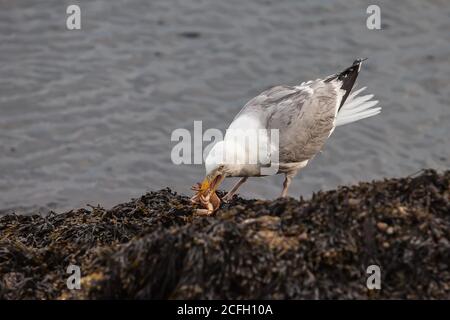 Möwe mit Krabbe auf Felsen in der Nähe des Atlantiks in Maine Stockfoto