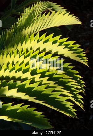 Blattmuster, Melianthus major, Honeybush, heimisch in Südafrika Stockfoto