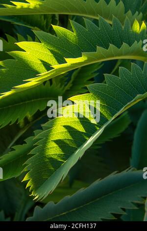 Blattmuster, Melianthus major, Honeybush, heimisch in Südafrika Stockfoto