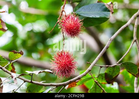 Litschi ist das einzige Mitglied der Gattung Litchi in der Familie der Speckbeere, Sapindaceae. Es ist ein tropischer Baum, der in den Provinzen Guangdong und Fujian beheimatet ist Stockfoto