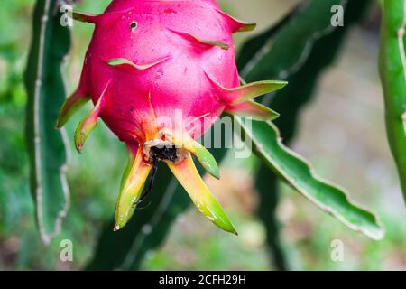 drachenfrucht oder pitaya wächst auf einer Weinrebe populär asiatisch Obst Stockfoto