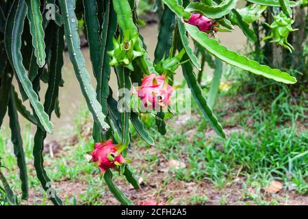 drachenfrucht oder pitaya wächst auf einer Weinrebe populär asiatisch Obst Stockfoto