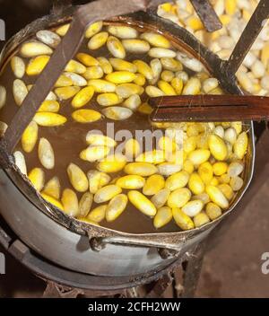 Zeichnung von Seide aus Kokons, Szene in der Seidenfabrik in Kambodscha. Seide direkt aus den Kokons von Seidenwürmern. Seidenstoff wurde im alten China und erfunden Stockfoto