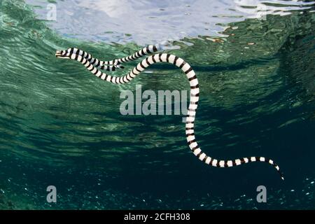 Ein sehr giftiger, gebänderter Meereskrait, laticauda colubrina, schwimmt kurz unter der Oberfläche, nachdem er in Raja Ampat, Indonesien, eingeatmet wurde. Stockfoto