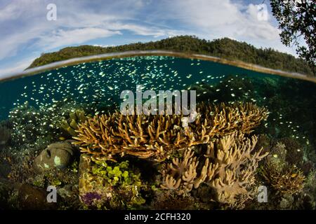 In Raja Ampat, Indonesien, gedeihen in seichtem Wasser eine Vielzahl gesunder Korallen. Diese herrliche Region beherbergt eine spektakuläre marine Artenvielfalt. Stockfoto