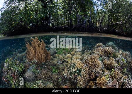 In Raja Ampat, Indonesien, gedeihen in seichtem Wasser eine Vielzahl gesunder Korallen. Diese herrliche Region beherbergt eine spektakuläre marine Artenvielfalt. Stockfoto