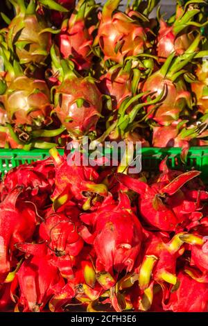 drachenfrucht oder pitaya wächst auf einer Weinrebe populär asiatisch Obst Stockfoto