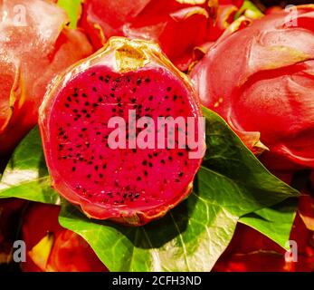 drachenfrucht oder pitaya wächst auf einer Weinrebe populär asiatisch Obst Stockfoto