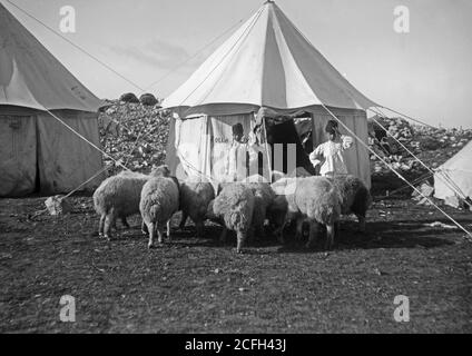 Das Samariter-Passah auf dem Mt. Gerizim. Schafe für das Opfer. Ca. 1900 Stockfoto
