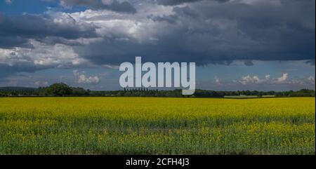 Entlang des Flusses bei Henley an der Themse Stockfoto