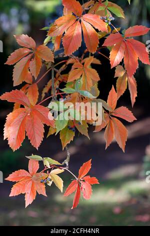 Die schöne Herbstfarbe der jungfräulichen Rebe, Parthenocissus Stockfoto