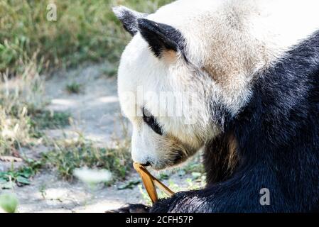 Giant Panda essen Bambus Sprossen und sitzen auf dem Boden. Stockfoto