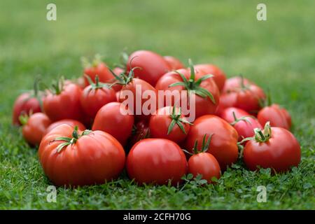 Nahaufnahme von frisch gepflückten roten Tomaten auf grünem Gras. Gartenbau und Landwirtschaft. Stockfoto