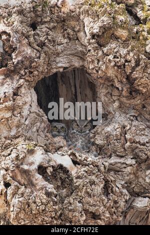 Höhlennest der Hornkauz (Bubo virginianus) Stockfoto