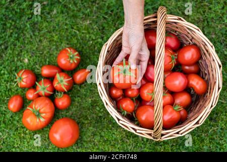 Draufsicht der Frau Bauern Hände halten geerntete reife Tomaten, Korb mit frisch gepflückten Tomaten auf grünem Gras. Gartenbau und Landwirtschaft. Stockfoto