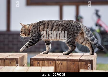 Inländische tabby Katze zu Fuß im Hof des Landhauses Stockfoto