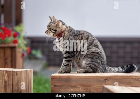 Junge graue tabby Hauskatze sitzt auf Holzkiste bei Hof des Landdorfes Stockfoto