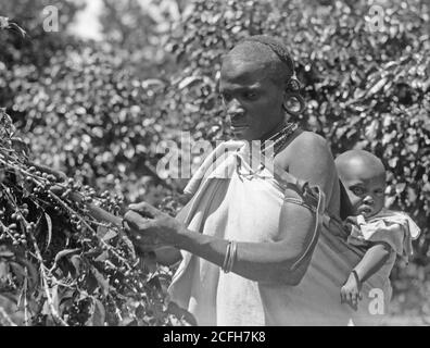 Middle East History - Plantagen in Kenya Colony. Native Frau Kommissionierung Kaffee mit Baby auf dem Rücken. Nahaufnahme Stockfoto